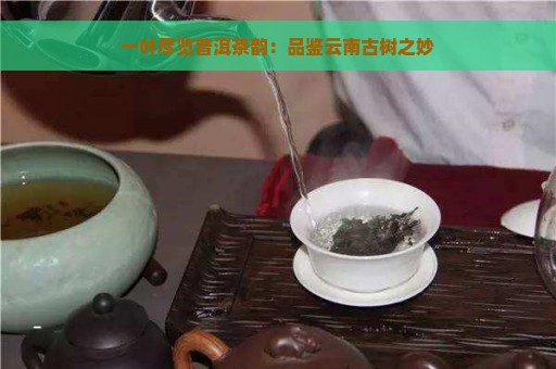 一叶尽览普洱茶韵：品鉴云南古树之妙