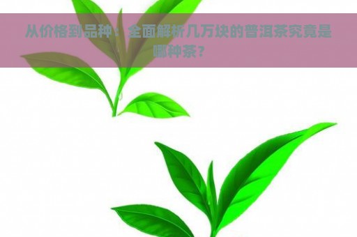 从价格到品种：全面解析几万块的普洱茶究竟是哪种茶？