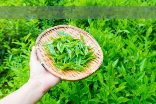 普洱茶排名前十：十大、茶山、茶厂、品种和冰岛特色