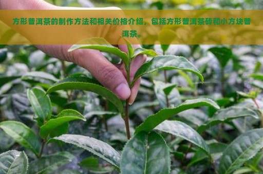 方形普洱茶的制作方法和相关价格介绍，包括方形普洱茶砖和小方块普洱茶。