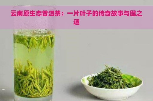 云南原生态普洱茶：一片叶子的传奇故事与健之道