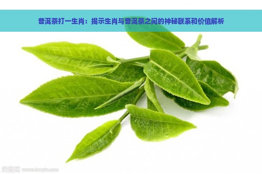 普洱茶打一生肖：揭示生肖与普洱茶之间的神秘联系和价值解析