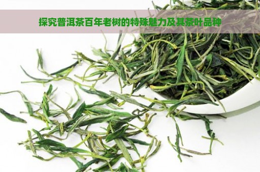 探究普洱茶百年老树的特殊魅力及其茶叶品种