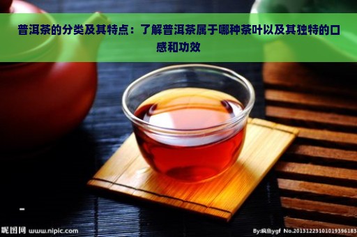 普洱茶的分类及其特点：了解普洱茶属于哪种茶叶以及其独特的口感和功效