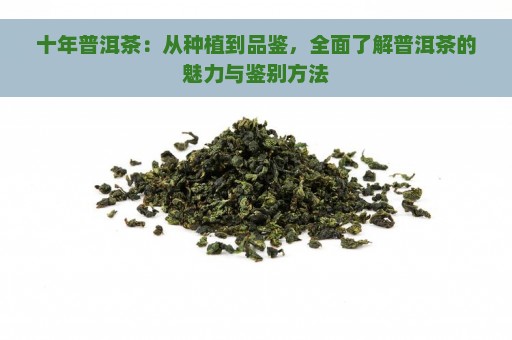 十年普洱茶：从种植到品鉴，全面了解普洱茶的魅力与鉴别方法