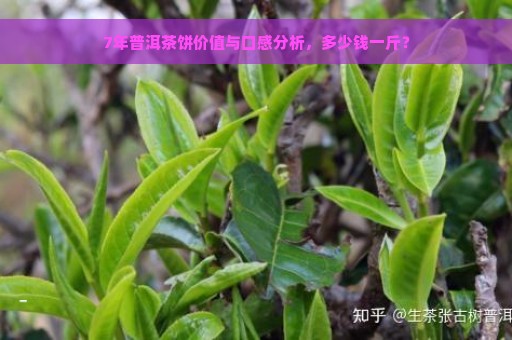 7年普洱茶饼价值与口感分析，多少钱一斤？