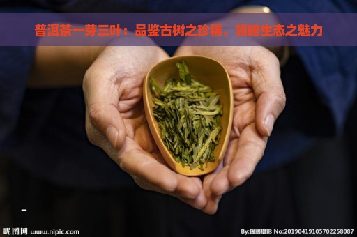 普洱茶一芽三叶：品鉴古树之珍稀，领略生态之魅力