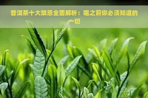 普洱茶十大禁忌全面解析：喝之前你必须知道的一切