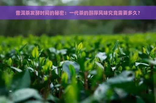 普洱茶发酵时间的秘密：一代茶的醇厚风味究竟需要多久？