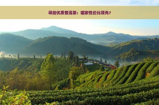 寻找优质普洱茶：哪家性价比领先？