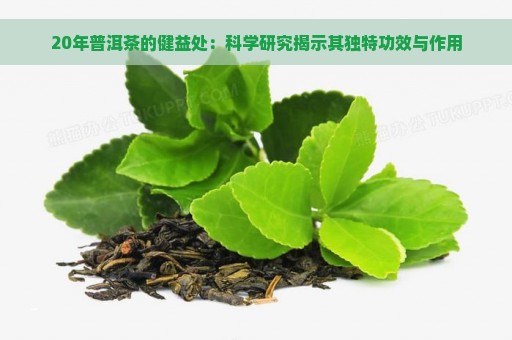 20年普洱茶的健益处：科学研究揭示其独特功效与作用