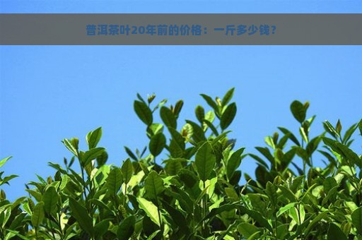 普洱茶叶20年前的价格：一斤多少钱？