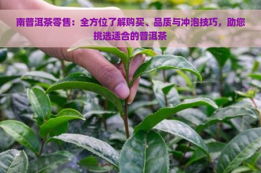 南普洱茶零售：全方位了解购买、品质与冲泡技巧，助您挑选适合的普洱茶