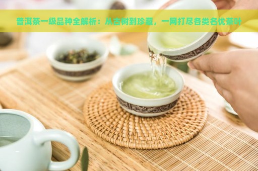 普洱茶一级品种全解析：从古树到珍藏，一网打尽各类名优茶叶