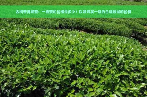 古树普洱熟茶：一壶茶的价格是多少？以及购买一盒的合适数量和价格