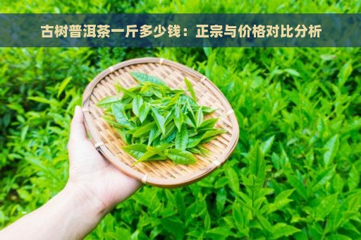 古树普洱茶一斤多少钱：正宗与价格对比分析