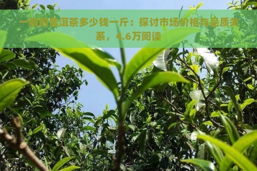 一般的普洱茶多少钱一斤：探讨市场价格与品质关系，4.6万阅读