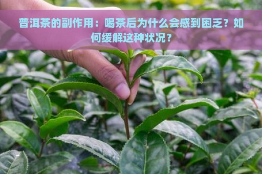 普洱茶的副作用：喝茶后为什么会感到困乏？如何缓解这种状况？