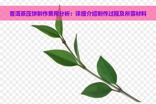 普洱茶压饼制作费用分析：详细介绍制作过程及所需材料