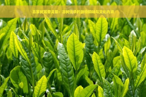 百家树寨普洱茶：古树传承的独特韵味与文化内涵