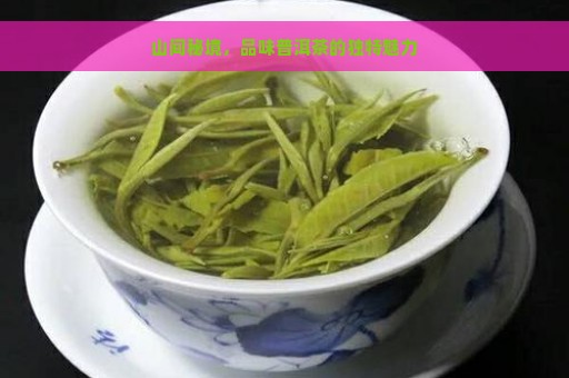 山间秘境，品味普洱茶的独特魅力