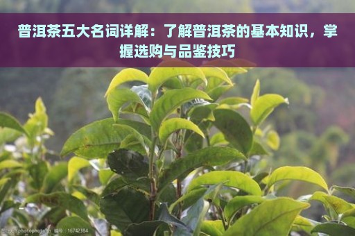 普洱茶五大名词详解：了解普洱茶的基本知识，掌握选购与品鉴技巧