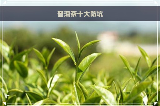 普洱茶十大防坑