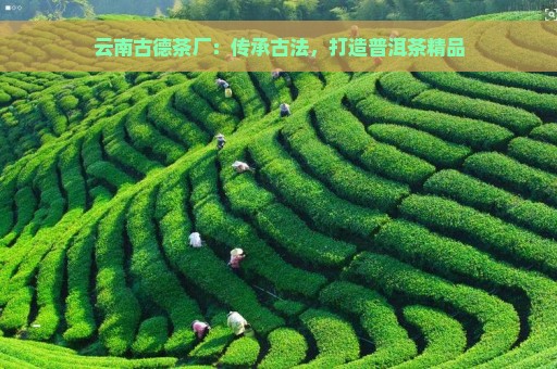 云南古德茶厂：传承古法，打造普洱茶精品