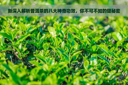 新深入解析普洱茶的八大神奇功效，你不可不知的健秘密