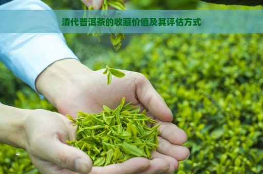 清代普洱茶的收藏价值及其评估方式