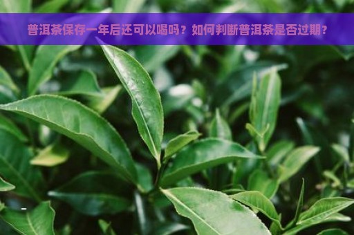 普洱茶保存一年后还可以喝吗？如何判断普洱茶是否过期？