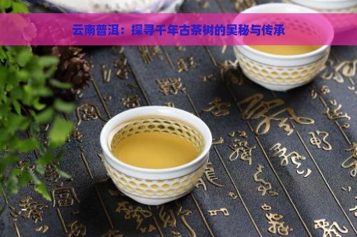 云南普洱：探寻千年古茶树的奥秘与传承