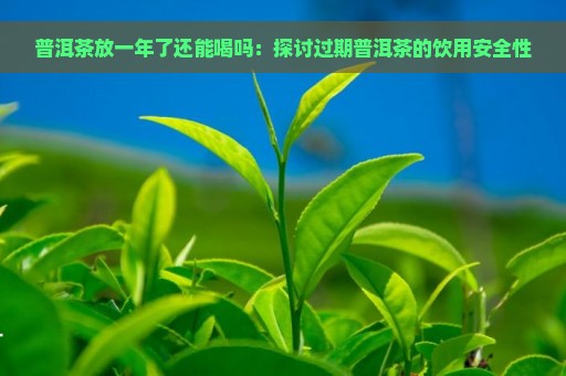 普洱茶放一年了还能喝吗：探讨过期普洱茶的饮用安全性