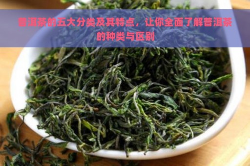 普洱茶的五大分类及其特点，让你全面了解普洱茶的种类与区别