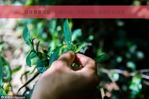 佰年普普洱茶：口碑良好，品质可靠，散茶价格查询