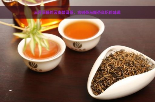 三月采摘的云南普洱茶，古树茶与新茶交织的味道