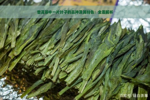 普洱茶中一片叶子的品种及其特色：全面解析