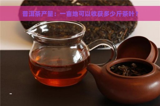 普洱茶产量：一亩地可以收获多少斤茶叶？