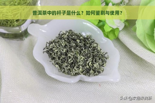 普洱茶中的杆子是什么？如何鉴别与使用？