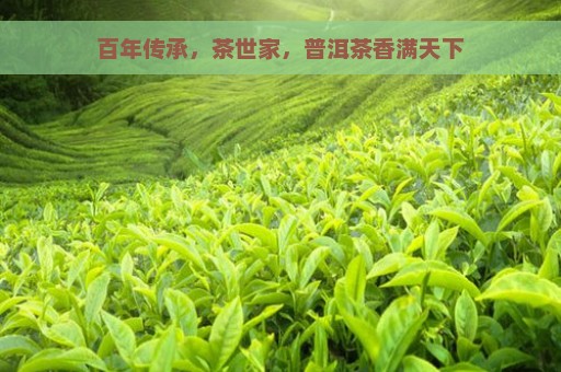 百年传承，茶世家，普洱茶香满天下