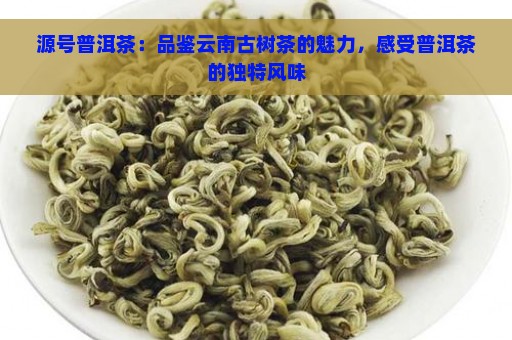 源号普洱茶：品鉴云南古树茶的魅力，感受普洱茶的独特风味