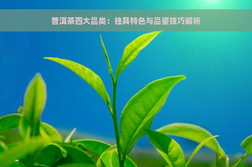 普洱茶四大品类：独具特色与品鉴技巧解析