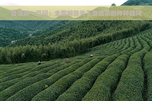 普洱茶一百问：全面解答关于普洱茶的种种疑问