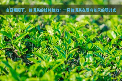 冬日暖阳下，普洱茶的独特魅力：一杯普洱茶在寒冷冬天的暖时光