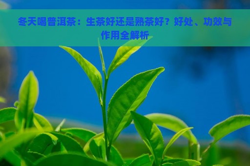 冬天喝普洱茶：生茶好还是熟茶好？好处、功效与作用全解析