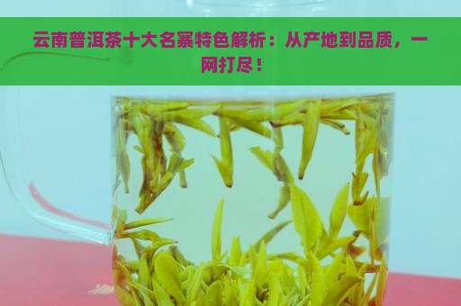 云南普洱茶十大名寨特色解析：从产地到品质，一网打尽！