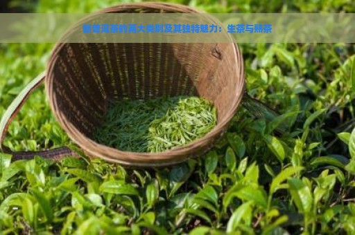 新普洱茶的两大类别及其独特魅力：生茶与熟茶