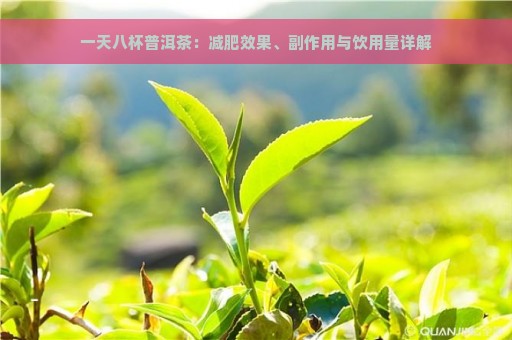 一天八杯普洱茶：减肥效果、副作用与饮用量详解