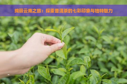 绚丽云南之旅：探索普洱茶的七彩印象与独特魅力