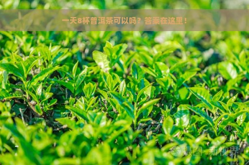 一天8杯普洱茶可以吗？答案在这里！